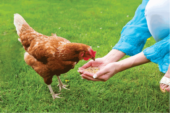 Sustainability in Poultry Farming: A Step Towards the Future with Chicki Check